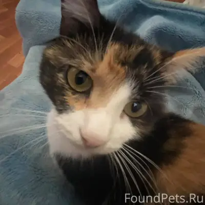 Пропала кошка Хима