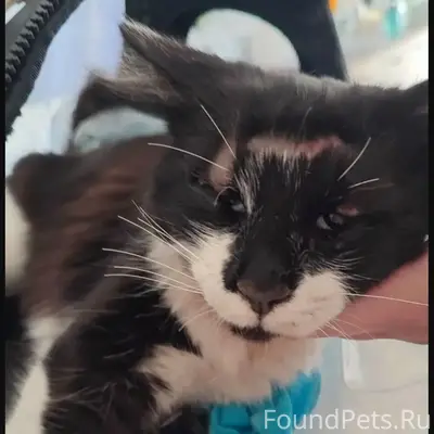 Найден кот, Суромна