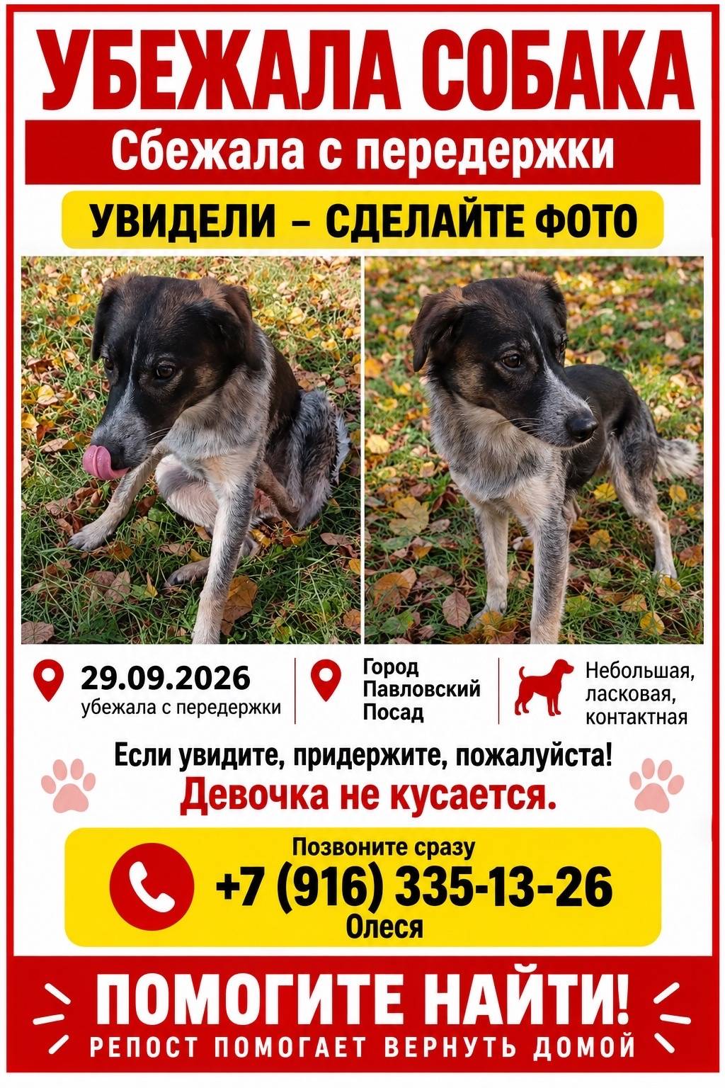 Пропала собака, Павловский Посад