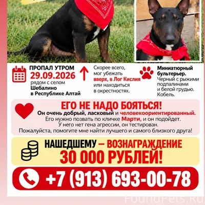 Пропал миниатюрный бультерьер Марти, село Шебалино