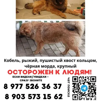 Пропал рыжий кобель, Красногорск