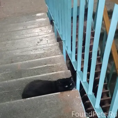 Найден черный кот