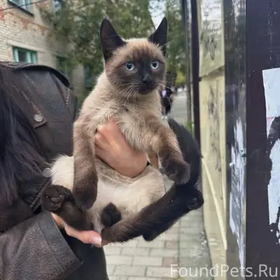 Пропал котёнок, район Гимназии номер 2