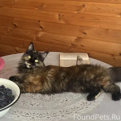 Пропала кошка. 