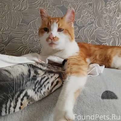 Пропал кот,