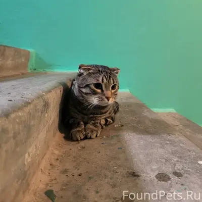 Найден вислоухий кот, Воронеж, юго-западный район