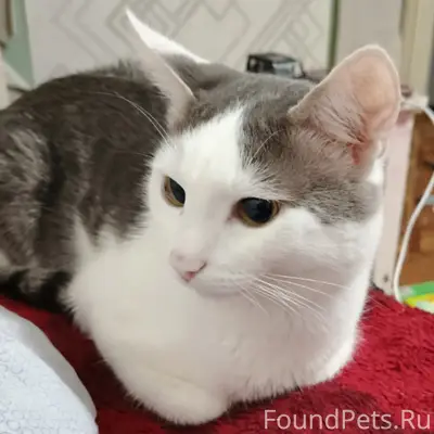 Пропал кот Феликс