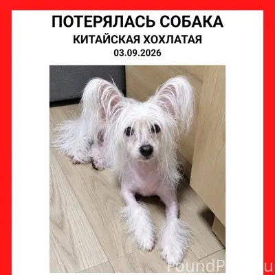 Пропала китайская хохлатая, Колпино