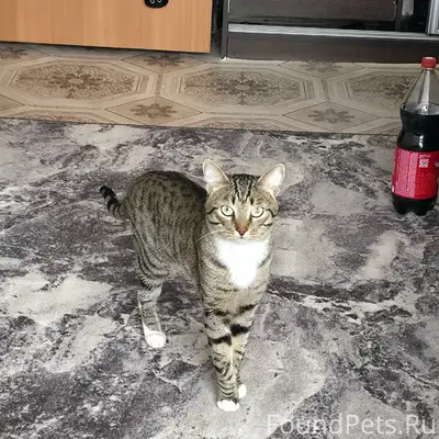 Найден котик окраса Табби, подъезд
