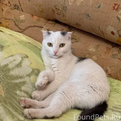 Найдена кошка, Аксай, улица Заводская
