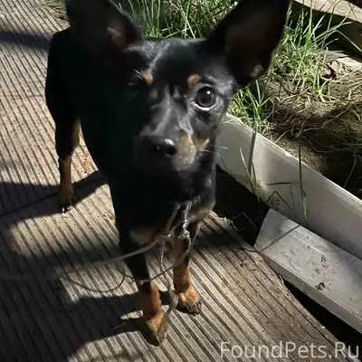 Пропал русский той терьер Бади, Волжская Набережная