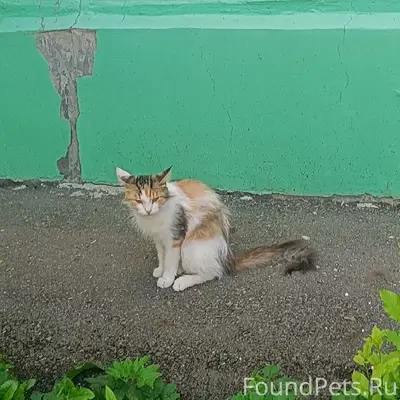Пропала кошка Муся, с. Октябрьский