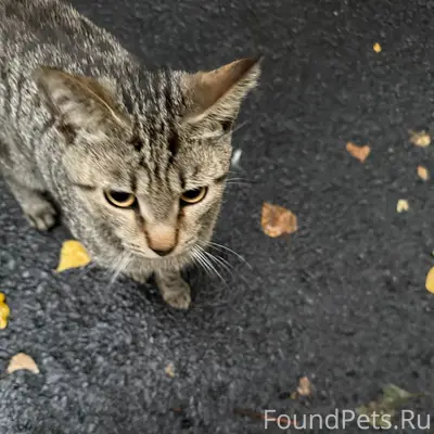 Найден котик, Калининский район