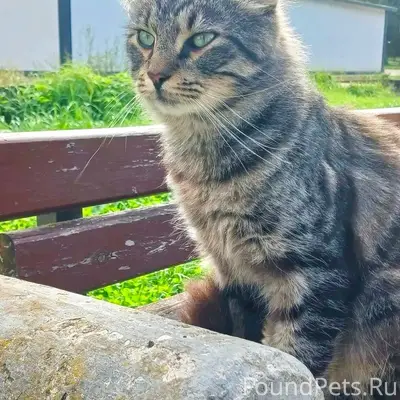 Пропал кот Феликс, деревня Новоселицы