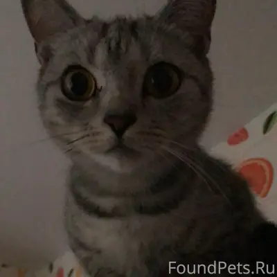 Пропала кошка Мия, район Ташкентской улицы