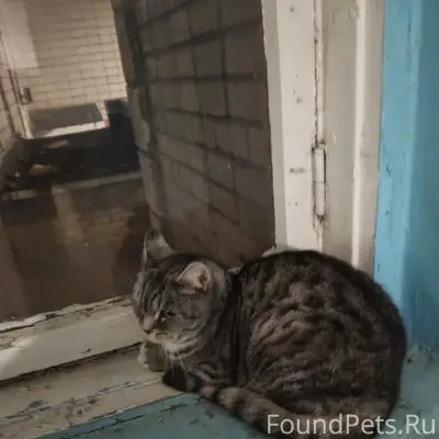 Найдена кошка, Профсоюзная