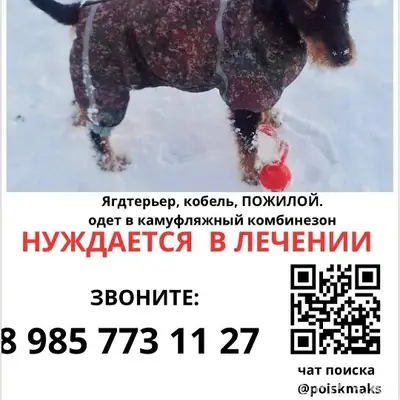 Пропал жесткошерстный ягдтерьер Макс, Москва