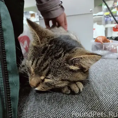 Найдена кошка, Ульянова 6, 'Магнит'