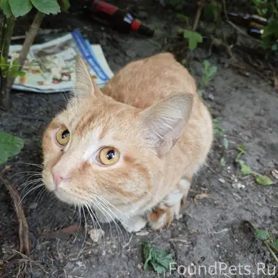 Найден рыжий кот, Центральный район