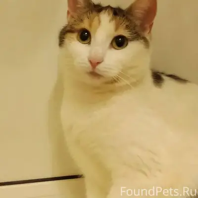 Пропала кошка, Королёва 18, Южный