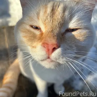 Пропал кот Феликс