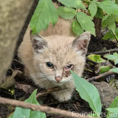Найден котёнок, Пролетарский район