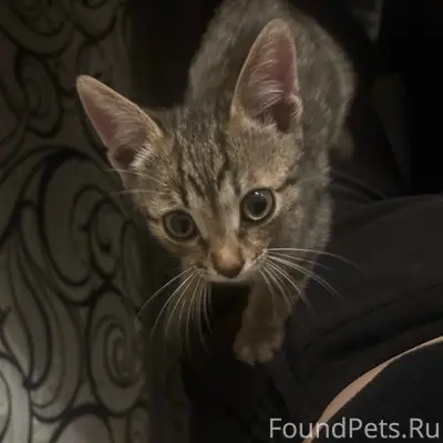 Найден котёнок, подъезд