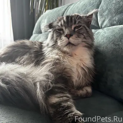 Пропал кот, деревня Гаревая