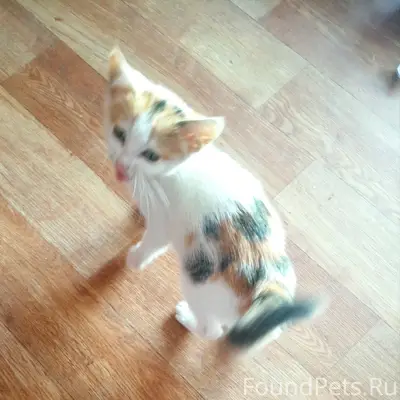 Найден котенок девочка, Куйбышевский район, Самара