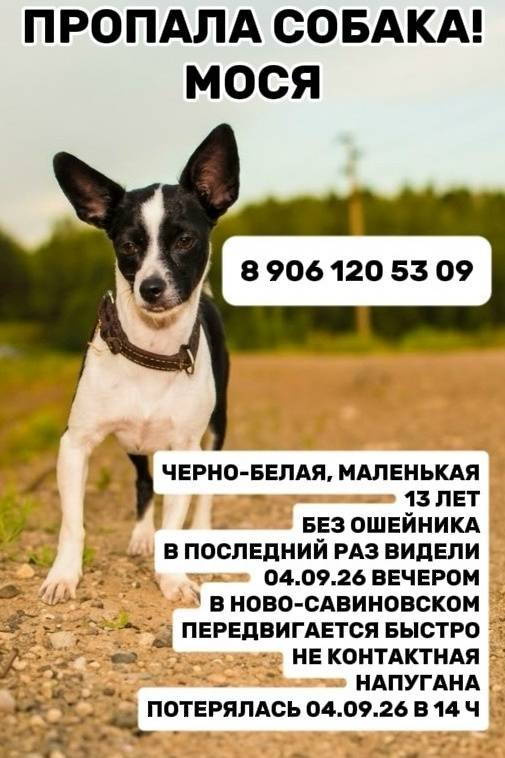 Пропала маленькая черно-белая собака, район роддома