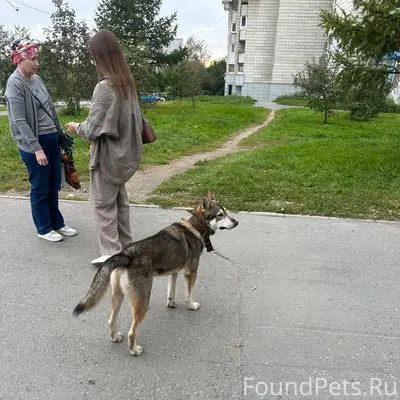 Найден серый пёс, Екатеринбург, Виз
