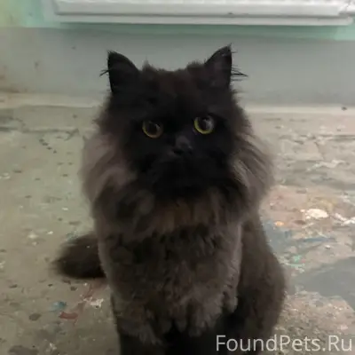 Найден кот, Планерная 41/2