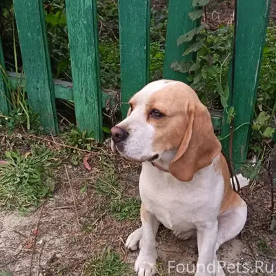 Найден бигль, пос. Урицкого