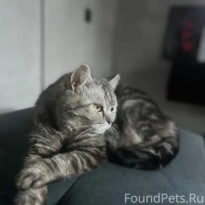 Пропала кошка Мотильда, Сыктывкар, микрорайон Давпон