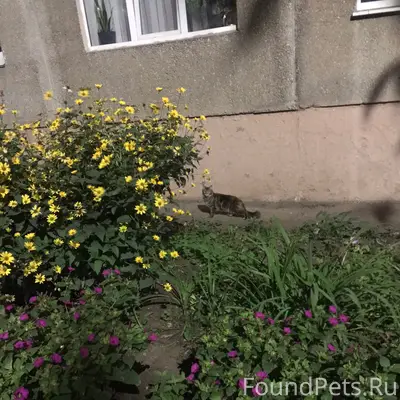 Пропал мейн-кун или помесь, Уфа, Злобина-Агиша