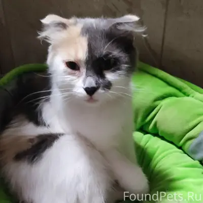 Найдена кошка, Шопино