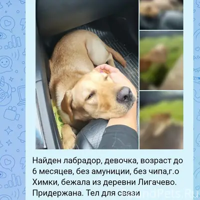 Найден тип собака, место не указано