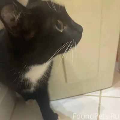 Найден молодой котик, Самара