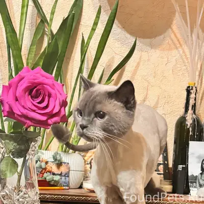 Найдена домашняя кошка, Заневский парк