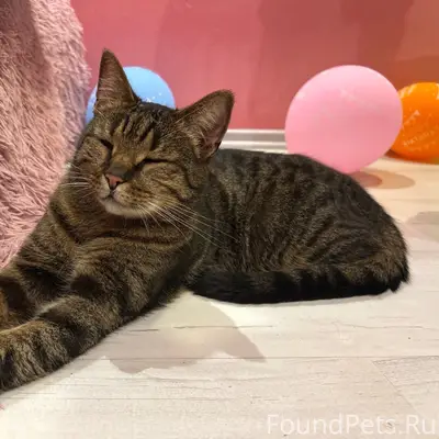 Найден кот, Великий Новгород