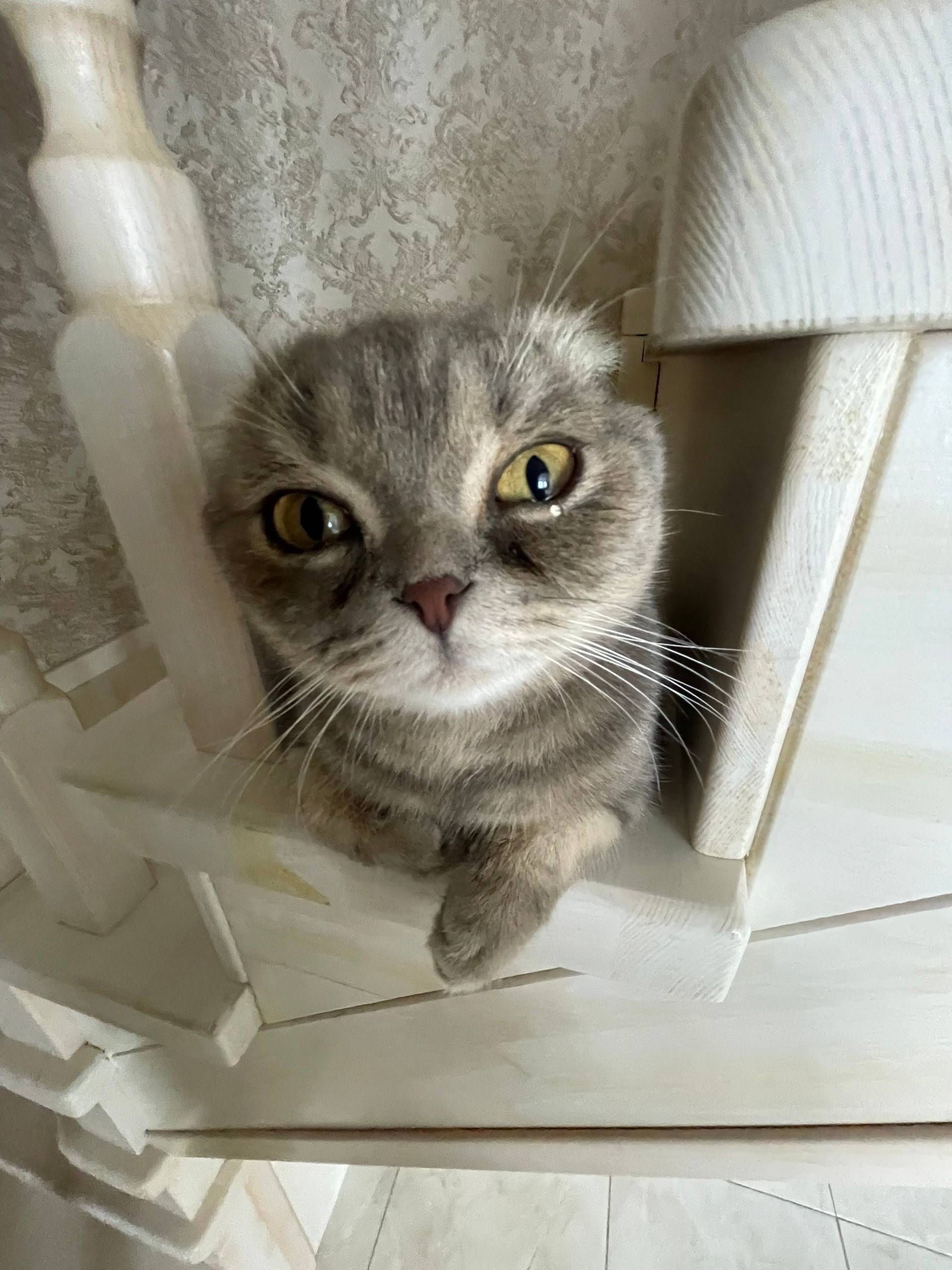 Пропал кот, улица Атласа Булатова