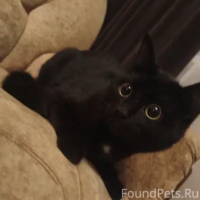 Найдена кошка, ул. Безыменского, 7