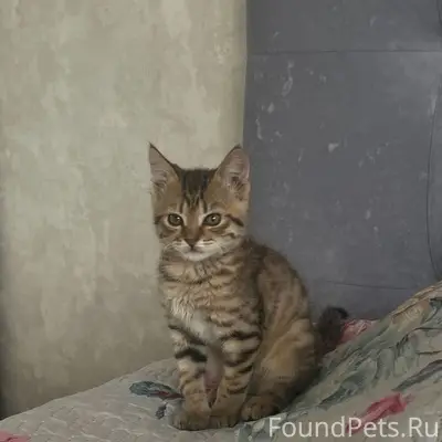 Пропал котёнок мальчик, Том или Тоша, Ульяновка