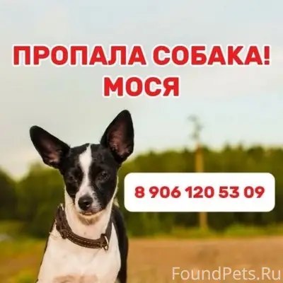 Пропала собака Мося, Казань