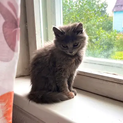 Найдена кошка, [место не указано]