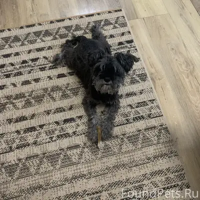 Пропала собака Боня, цвергшнауцер, Доброе, Камышкора