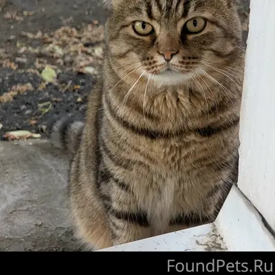Пропал кот, Барнаул