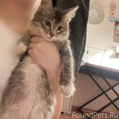 Найдена кошка, Октябрьская улица