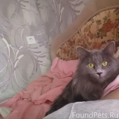 Пропала кошка, дом 29