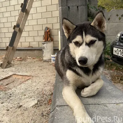 Найден щенок хаски, Симферопольский район